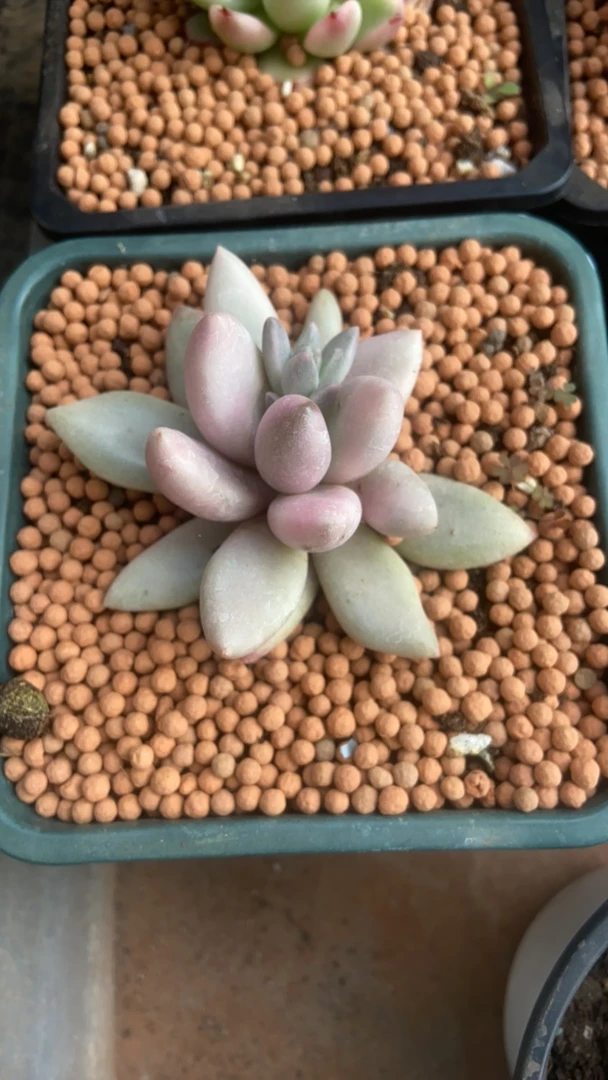 超粉桃花源多肉锦