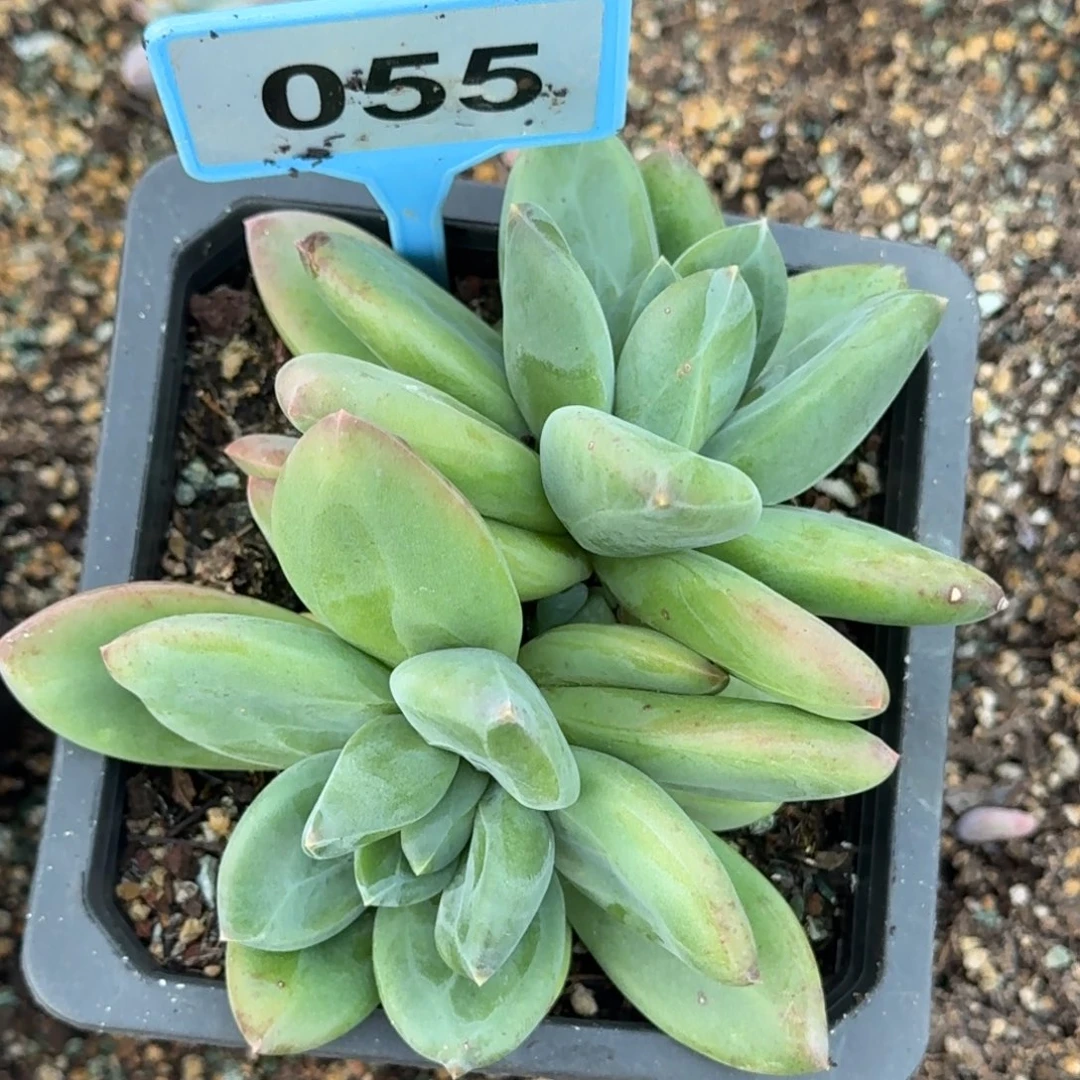 涌***店多肉植物胖体海洋055