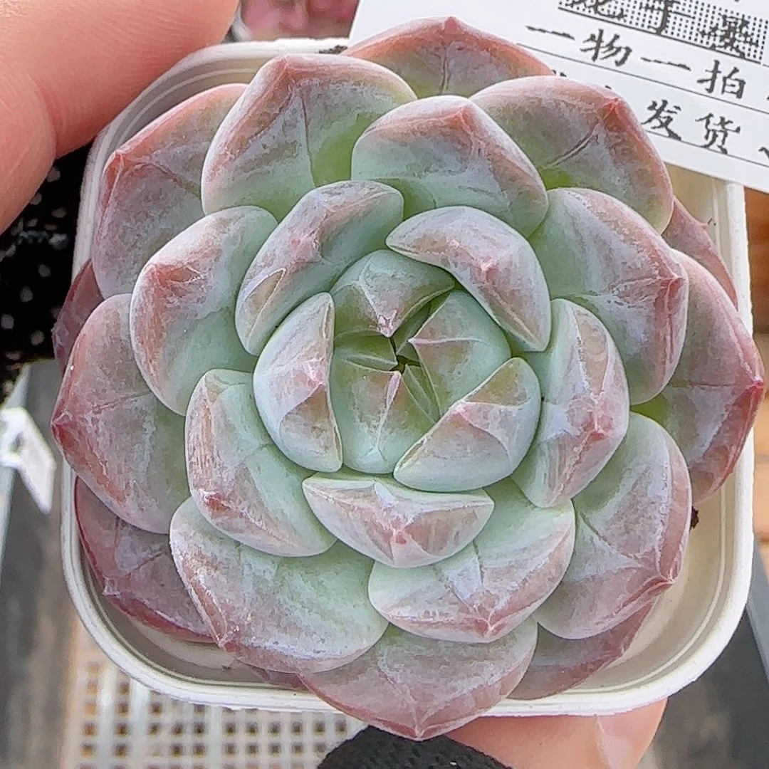 多肉0722-183糖心糖心