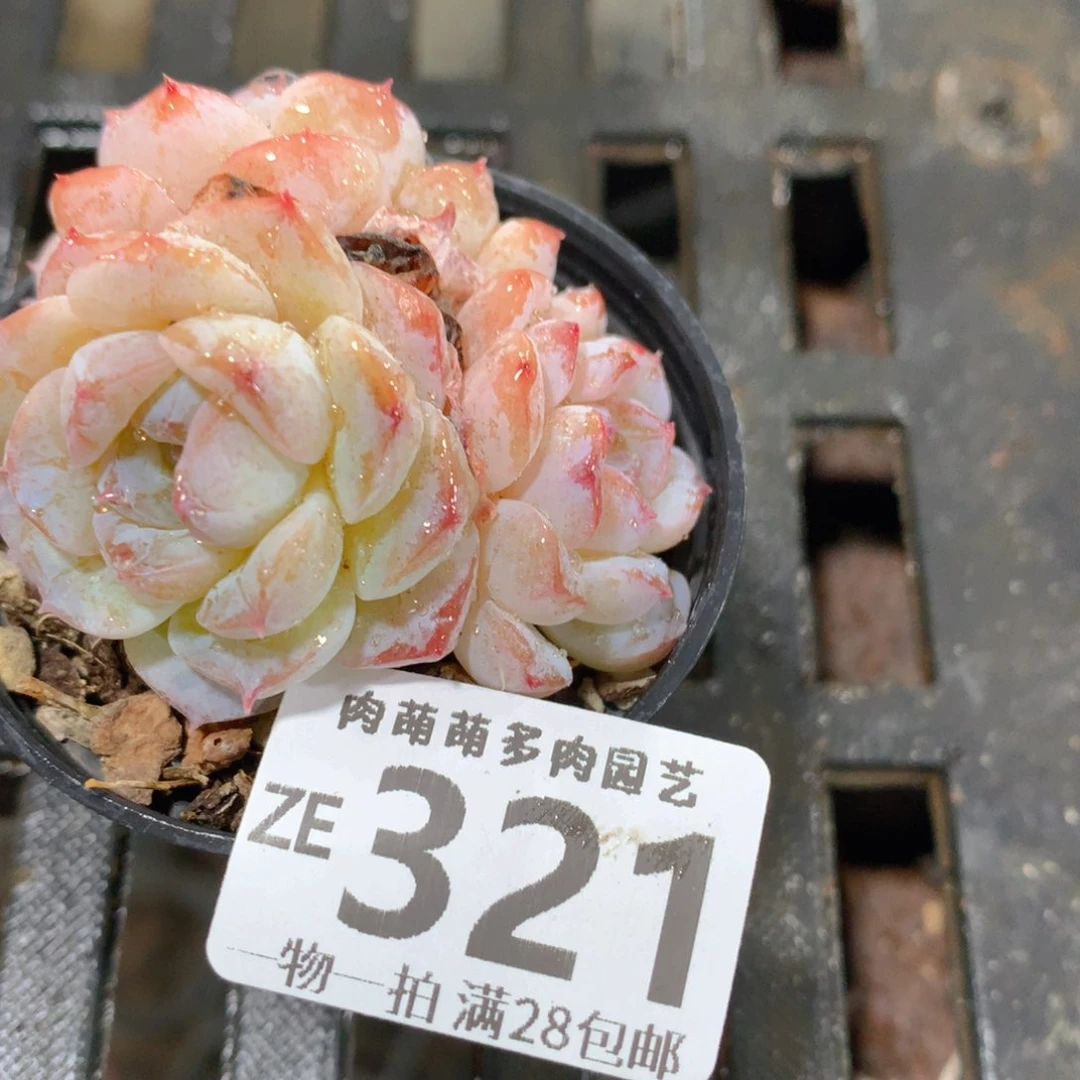 肉萌萌拇指盆精控多肉ZE321