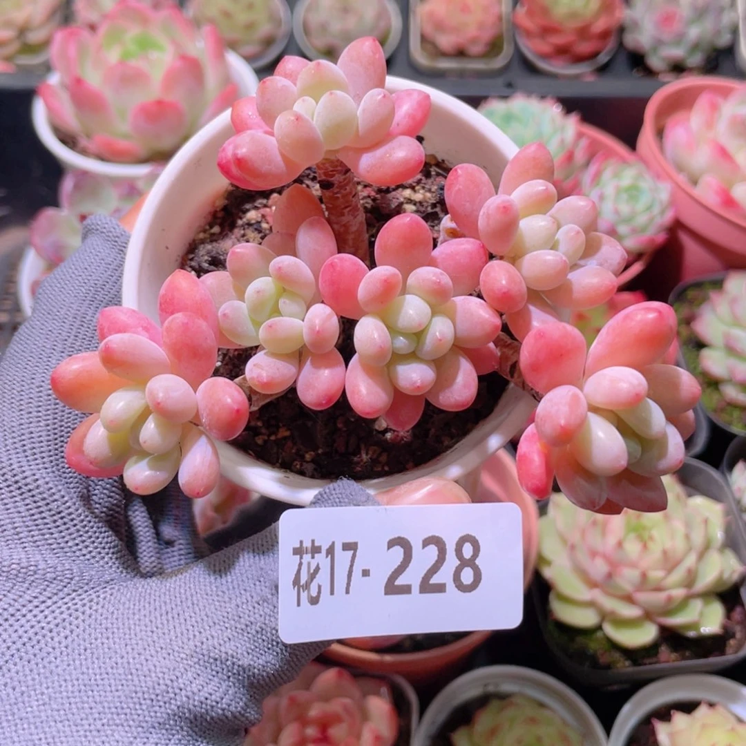 花利美17-228洛可可