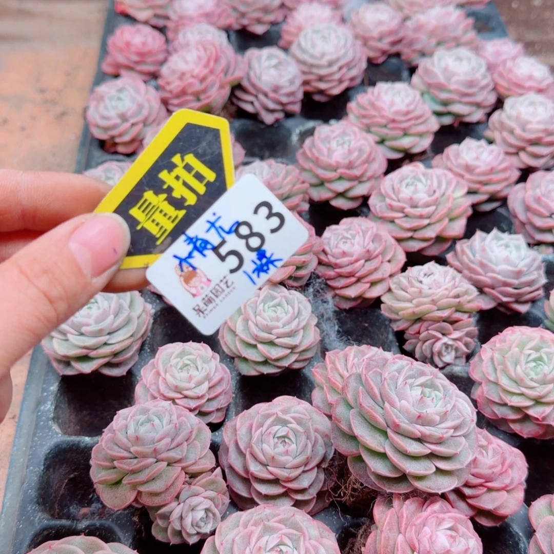 多肉植物多肉植物