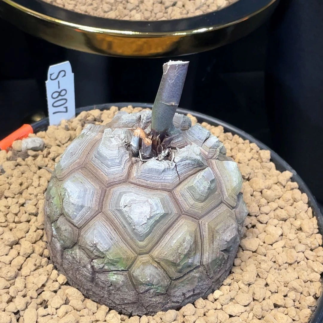 807号龟甲龙9.5公分