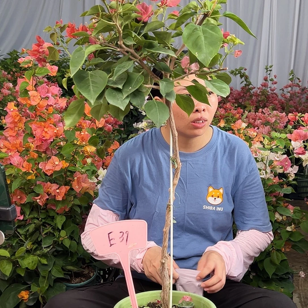 无***潮大部分花苞少量开放E39不甜