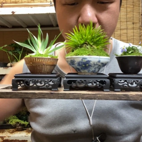 红陶一物一拍所见即所得252