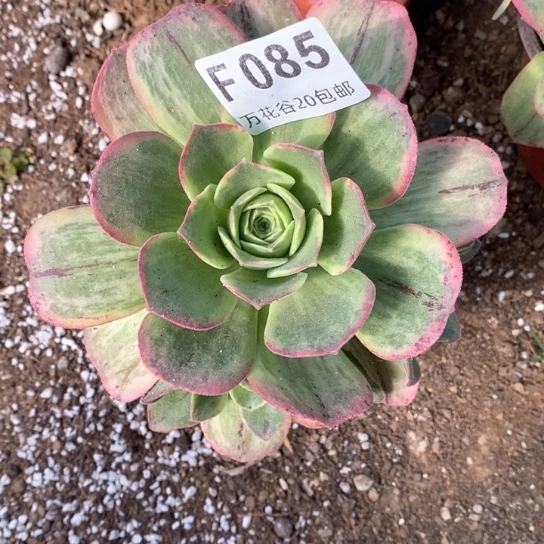 085玉龙观音锦单头多肉植物量拍