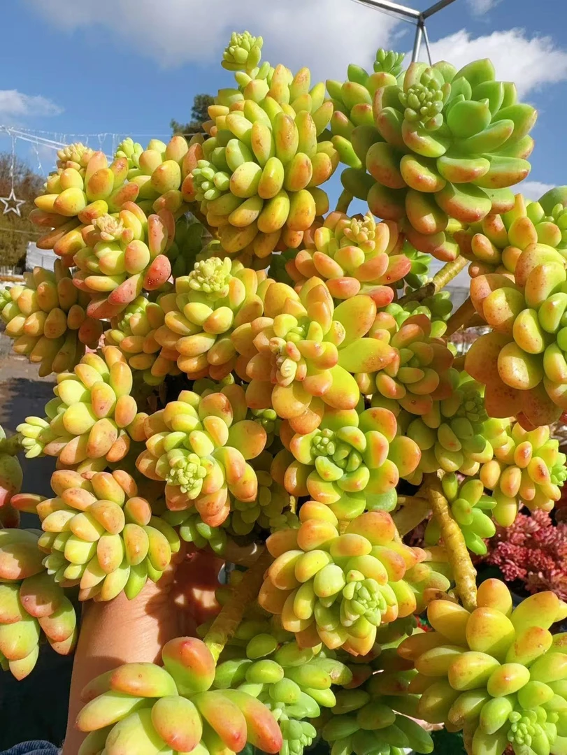 X香格里拉 云南基地直发 绿植盆栽 带盆带土
