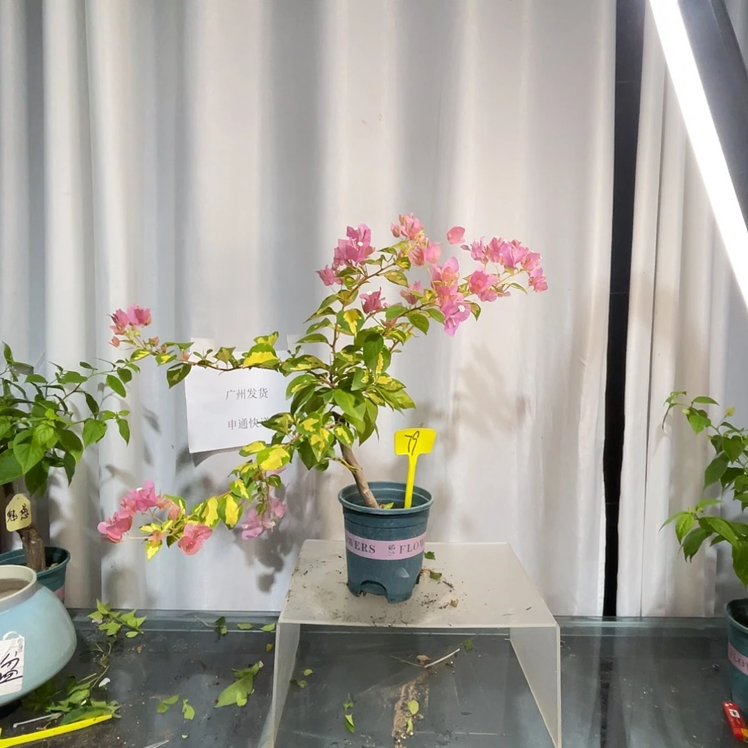 当前无花栽培后可以开花79金心橙白扦插