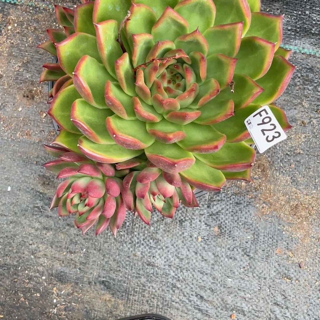 若如东云单拍F923