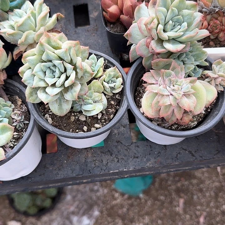 弥****云青蛙王子儿童牙膏111