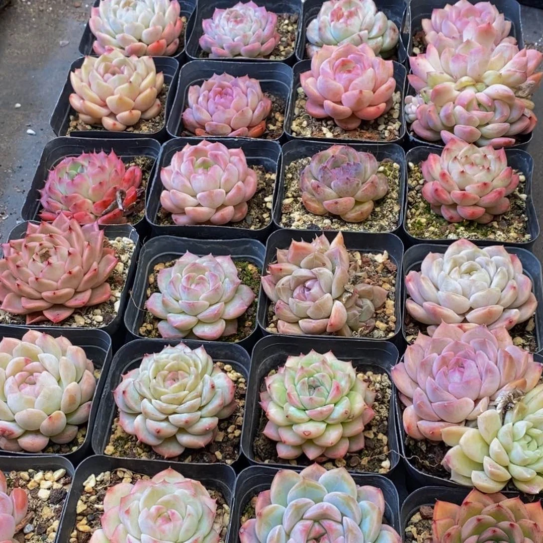 570的人在一起了。我