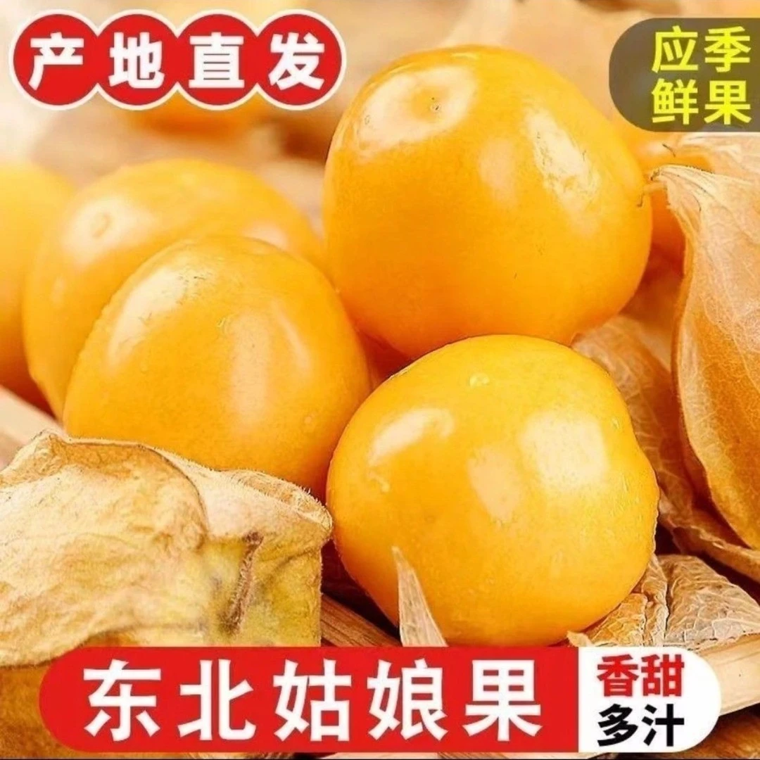 东北姑娘果产地直发灯笼果一整箱包邮黄菇娘果菇凉果当季水果