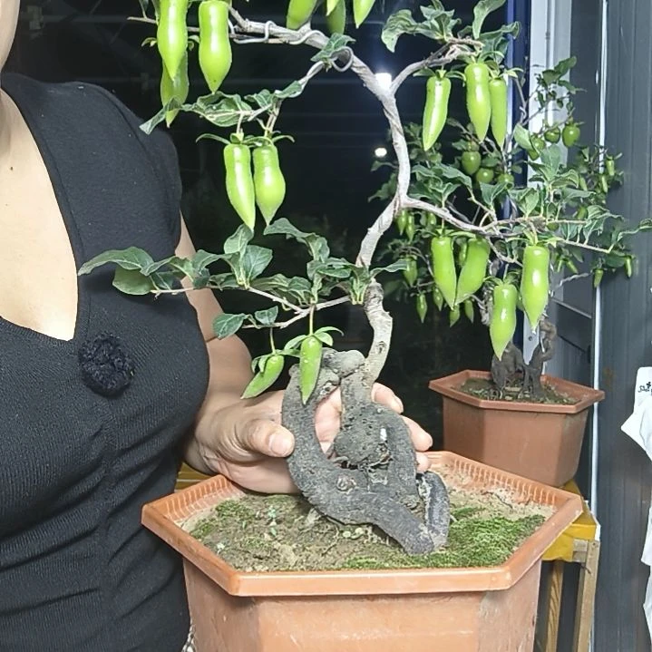 晖***完全开放老鸭柿子