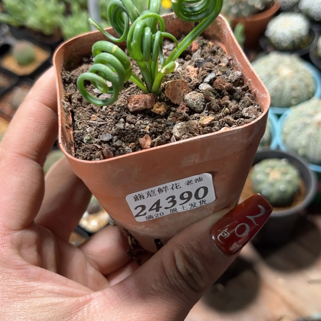 ?*弯24390一物一拍单头发货