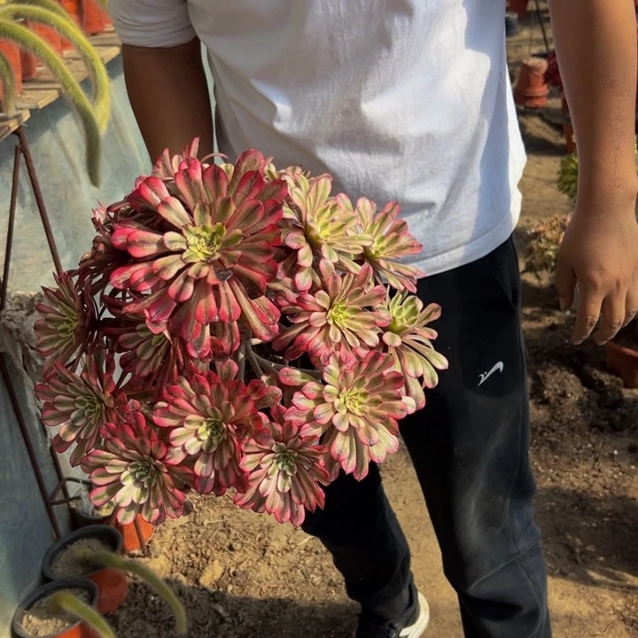 45.8十里红妆一棵