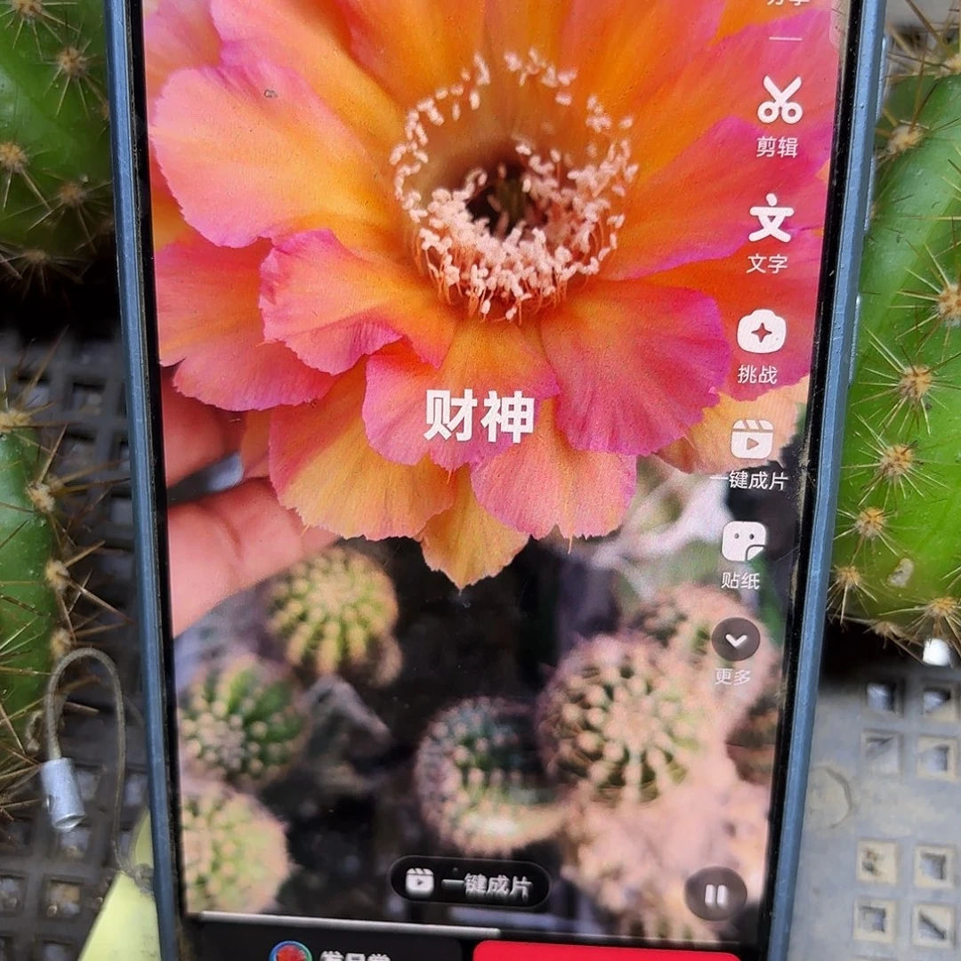 财神无根侧牙四公分4