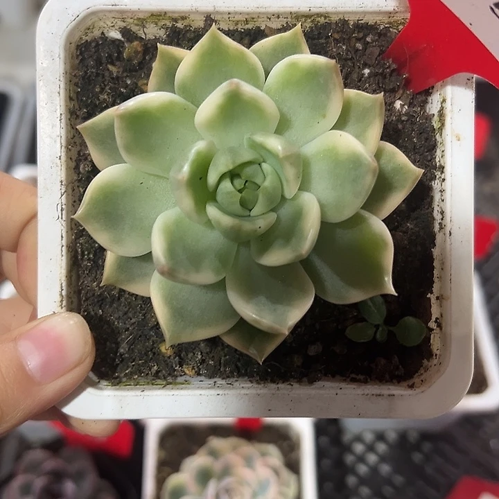 150号琉璃盏锦多肉植物