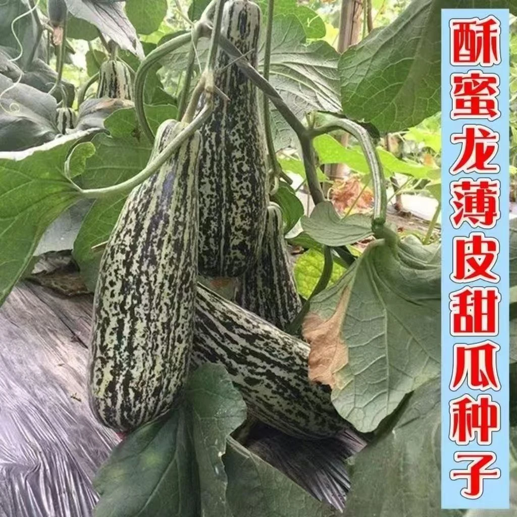 【全店满6包包邮】酥蜜龙甜瓜种子