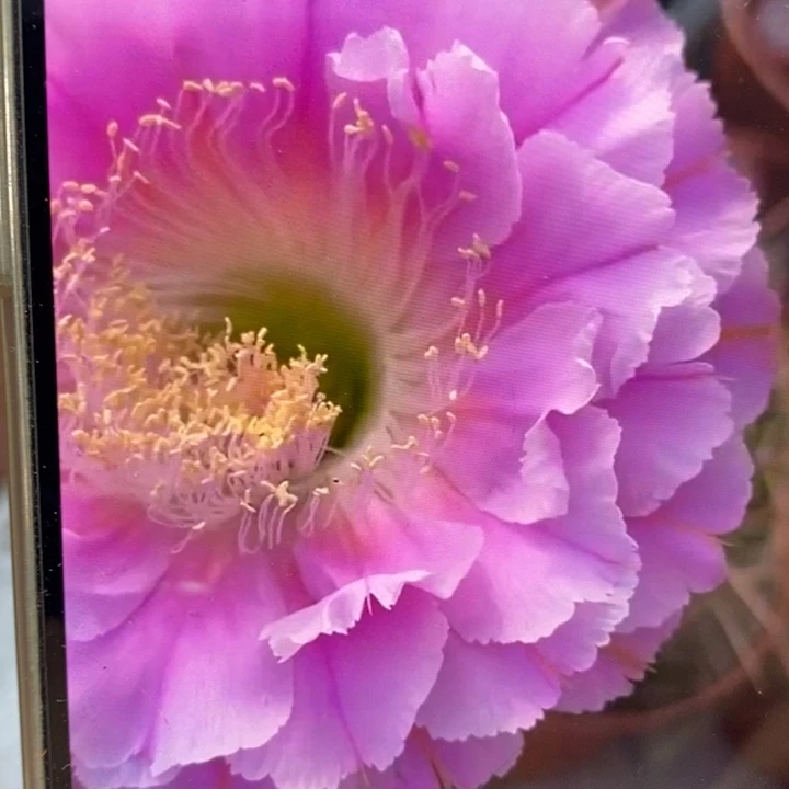 彩草2482侧芽3.5公分左右