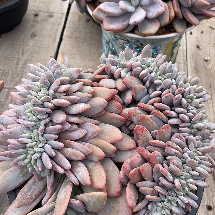粉兔缀化多肉植物