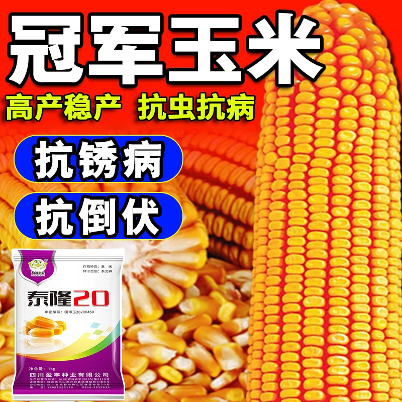 【泰隆20】国审玉米种子矮杆抗倒伏高产稳产厂家直发懒汉种植