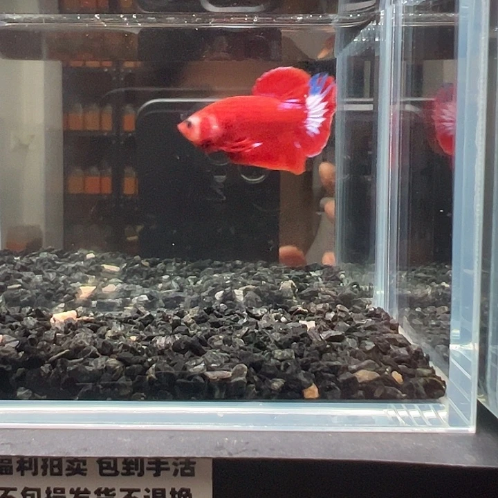 斗鱼一单包邮12日126