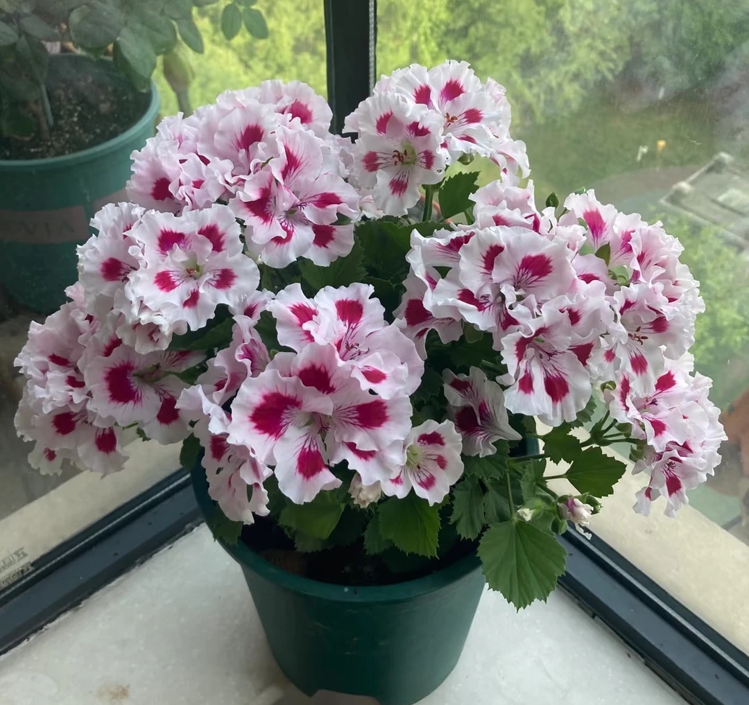 教皇——大花天蝴蝶梅—中苗发货带花苞