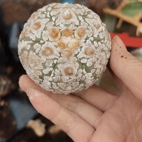 2621处理嫁接仙人球