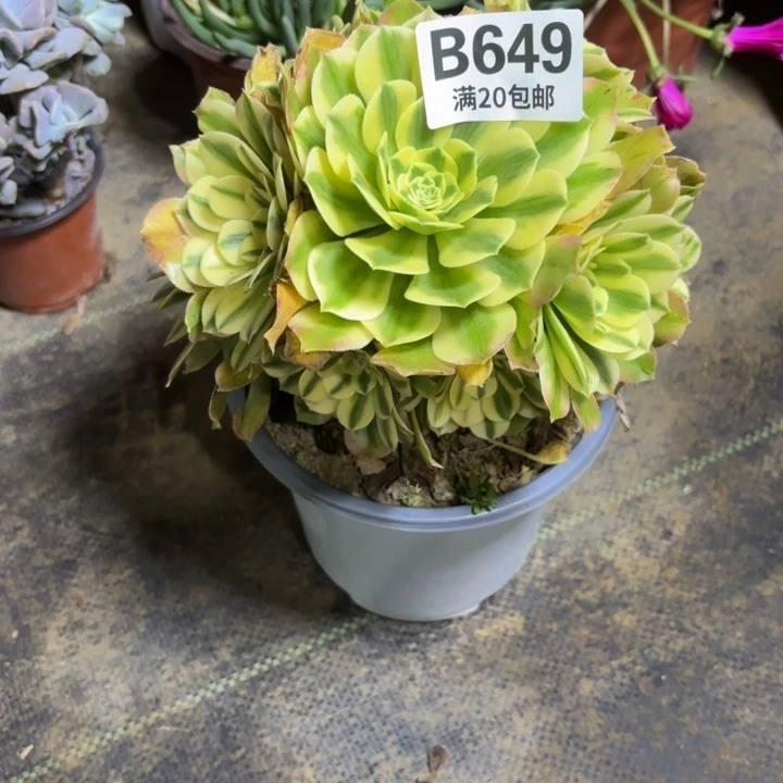 瑞妈一物一拍649