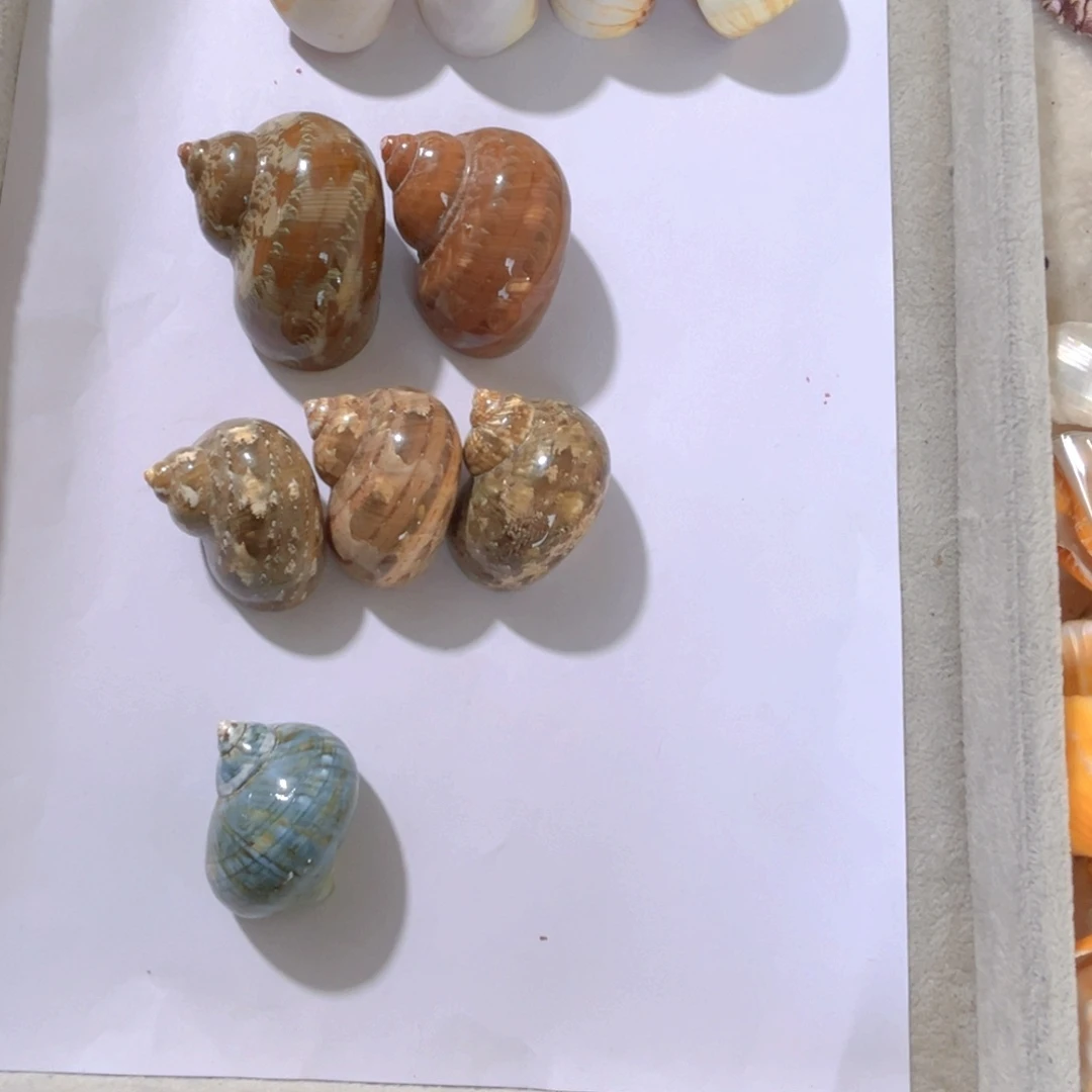 大理石磁石糖*?天然贝壳海螺批发零售