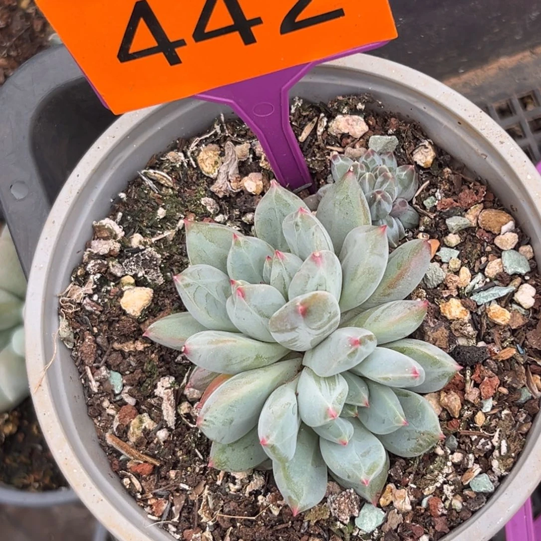 多肉植物爆米花442