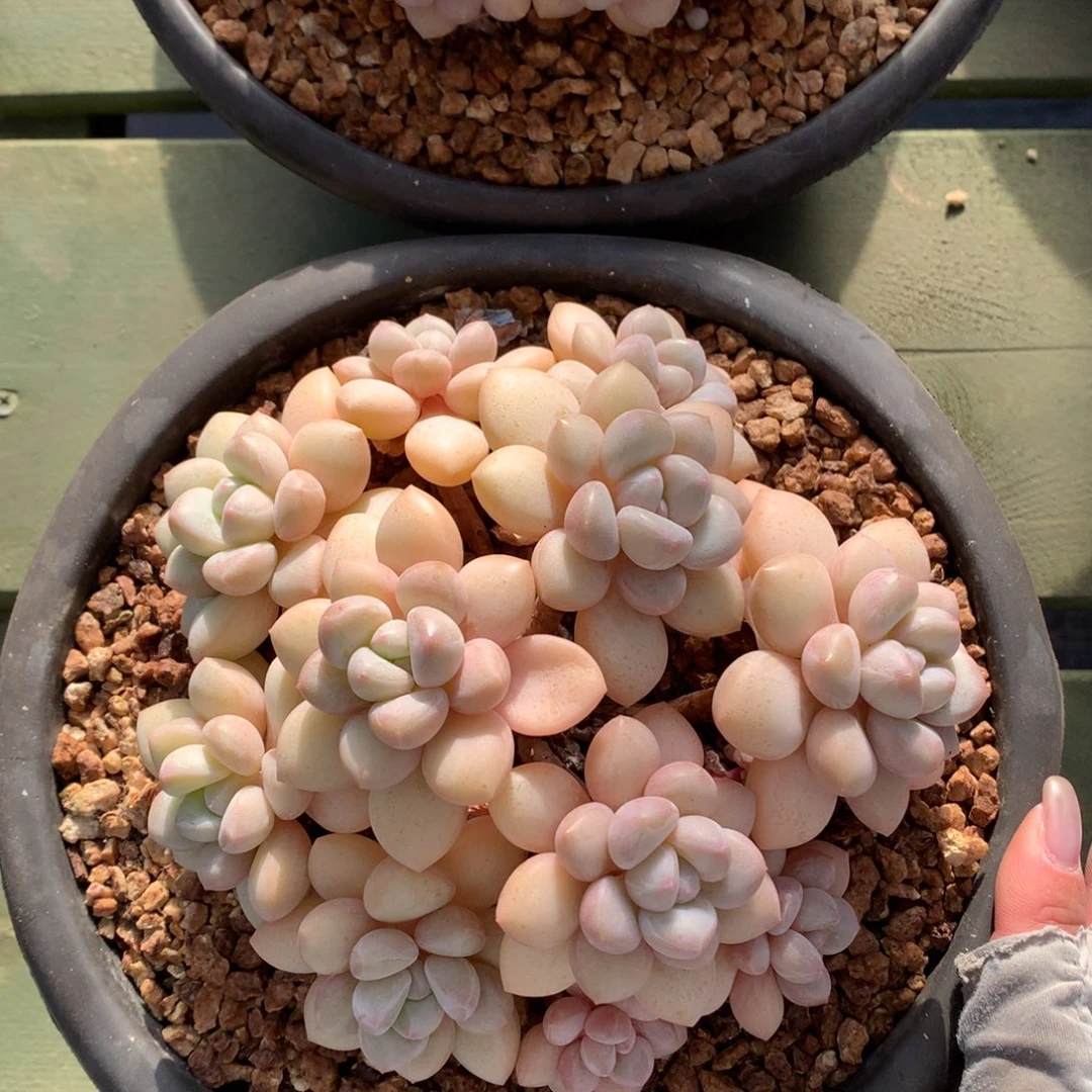 泡泡糖 多头 一颗
