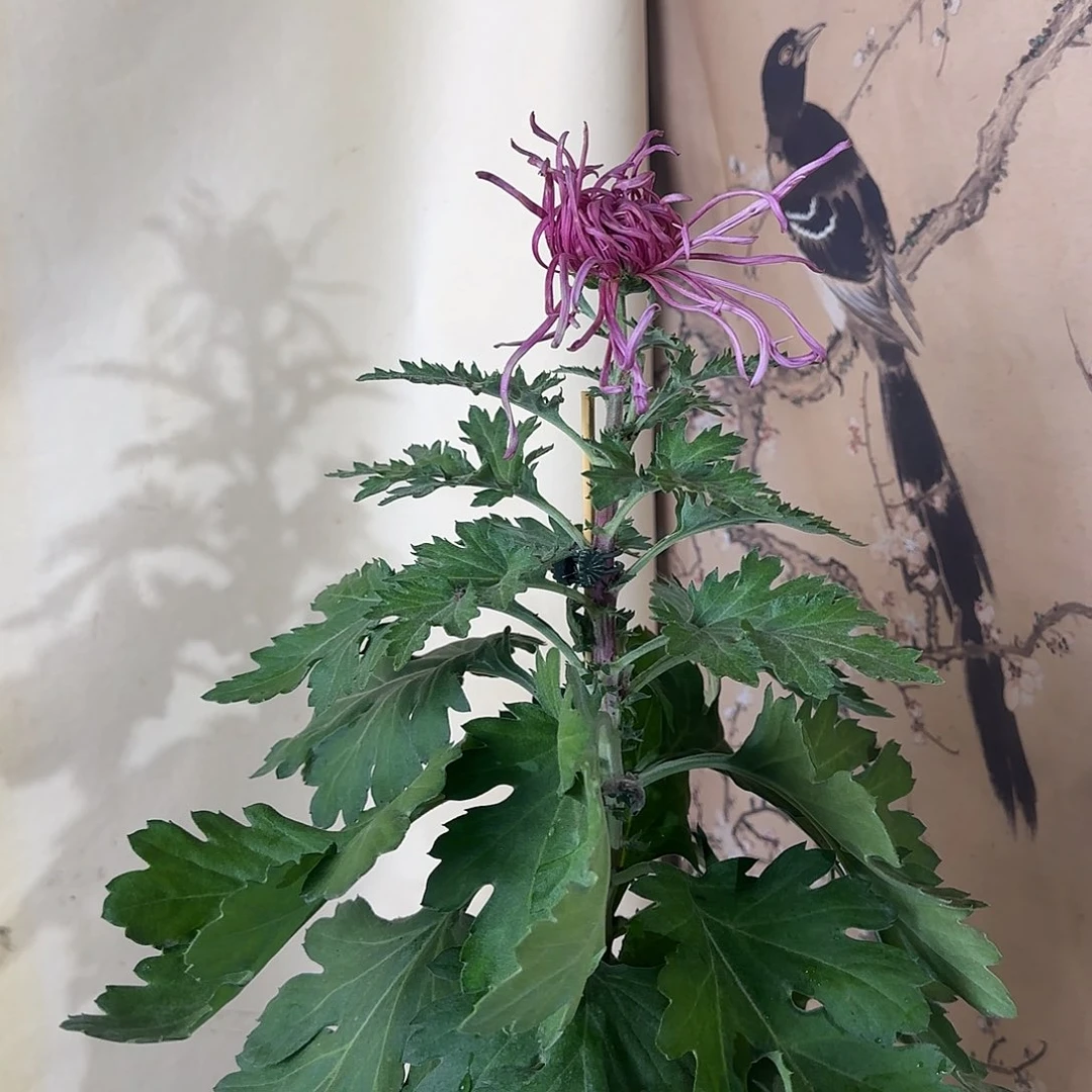 全部花朵E44444444