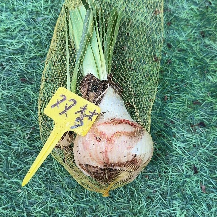 双梦一兜带一个崽