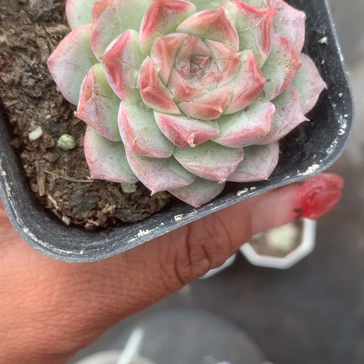 桃熏女王。；满9.99包邮不满9.99发叶子）