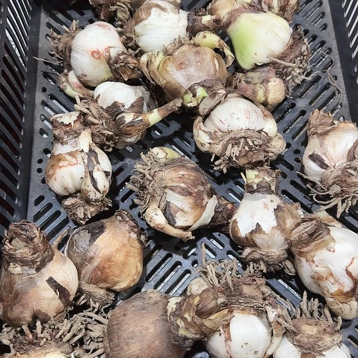 花孔雀基地球直径6+