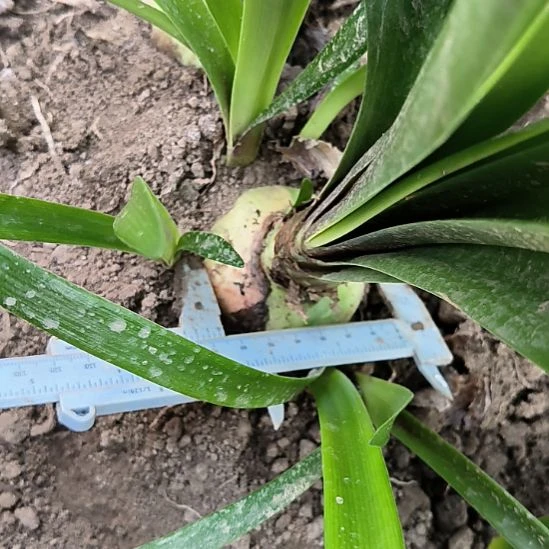 当前无花栽培后可以开花梦美人坨坨6.5+