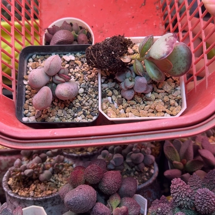 糖***芦吉祥如意的大人物和人物