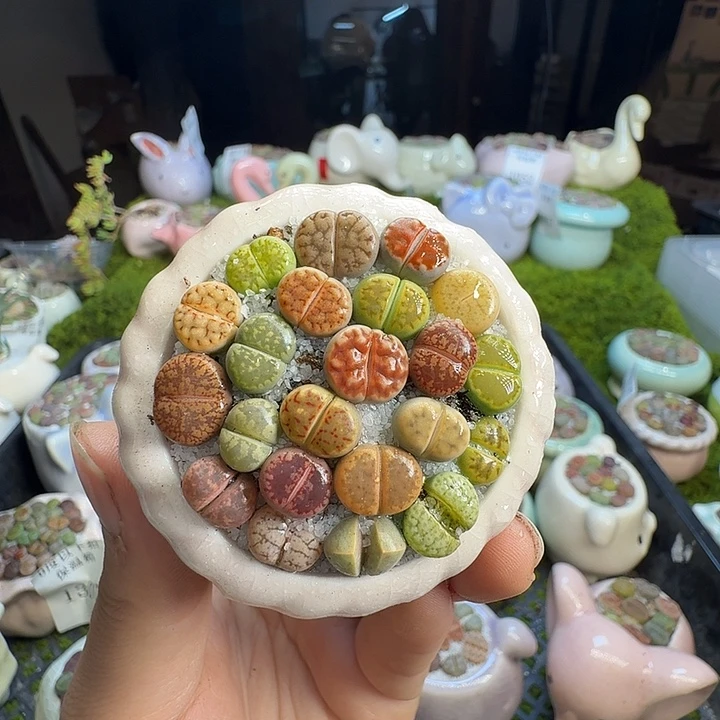 金***豆多肉葡萄的味道真的1081