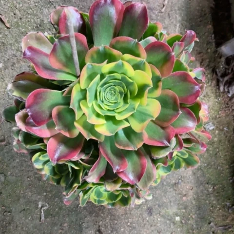 多肉植物炫彩锦。