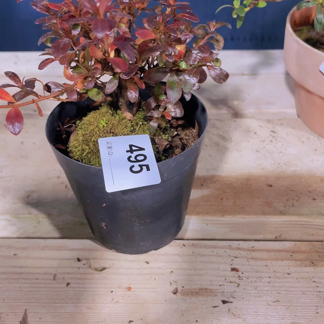 红陶直播时间一直一直