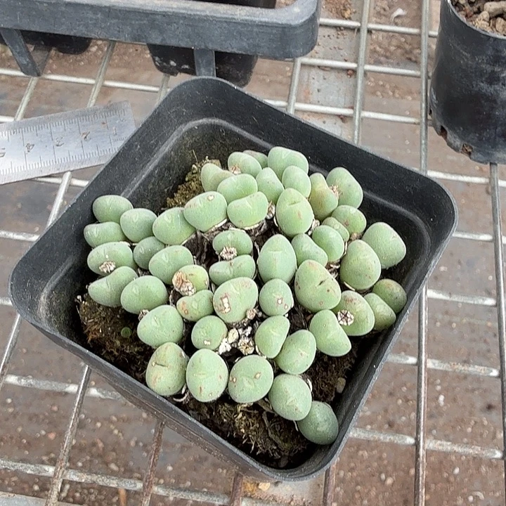 口迪群带盆7仙人球