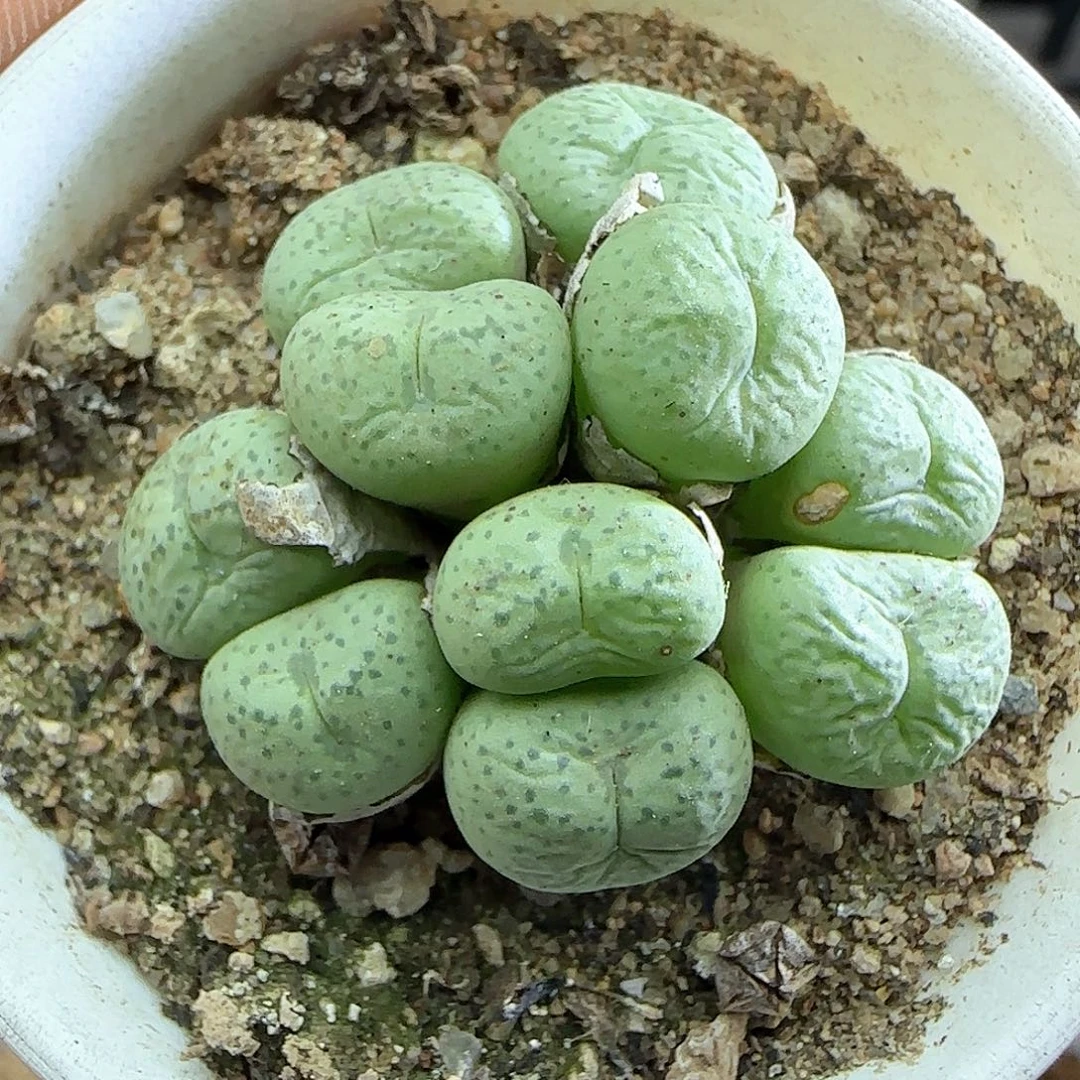 紫花小饼杂交。 51950