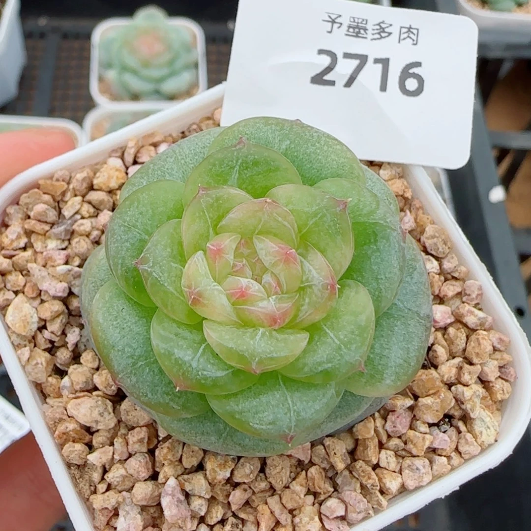 孤品，2716多肉植物