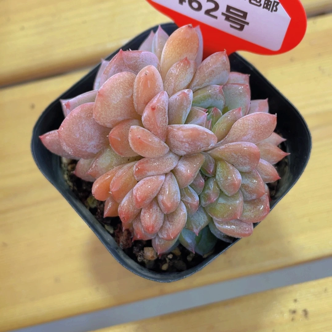 462号 龙头果冻珍妮缀化