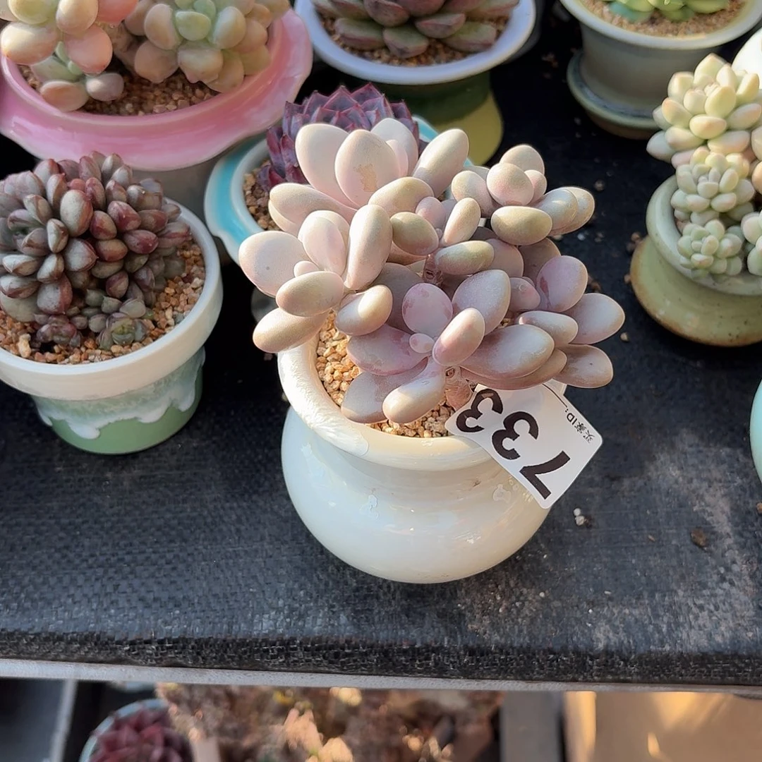 胡***思桃蛋多肉带盆发货733