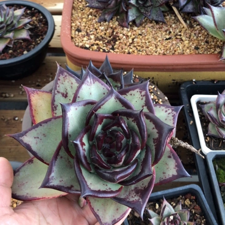 白底圆宽00000000021