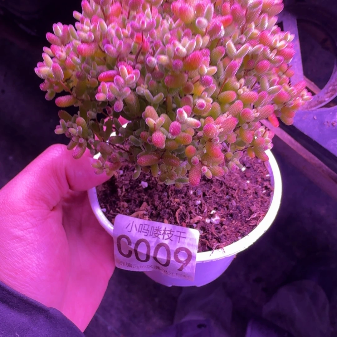 枝干番杏蜜桔糖球009