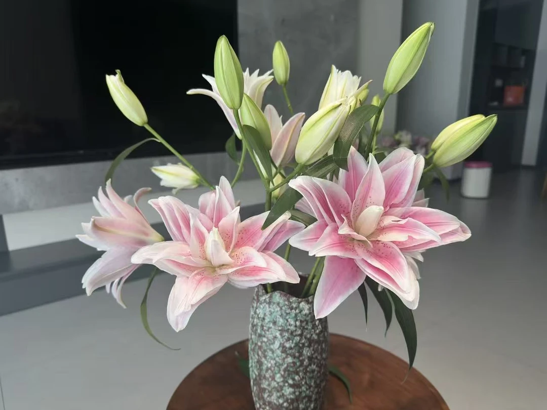 【种业】S63测试品重瓣百合