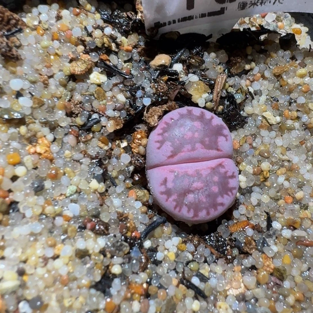 没***子zzzzz精品生石花100
